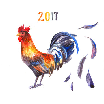  cock on white background