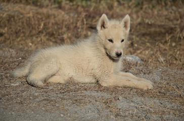 Obraz premium Greenlandic sledge dog puppy in Ilulissat