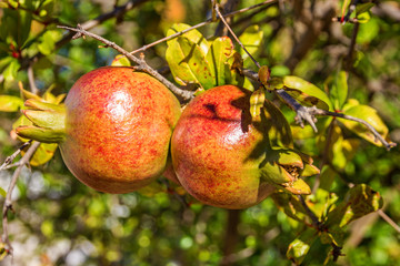 Pomegranates growing fruit tree