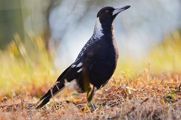 Magpie