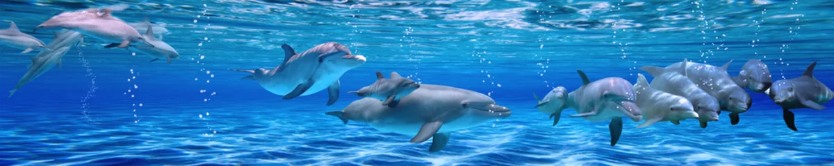 Selbstklebende Fototapete Delfin Panorama des Unterwasserlebens. Delfine