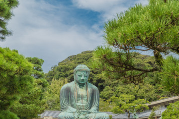 The Great Buddha in Kamakura Japan, which is surrounded by green leaves.There are pigeon to Buddha's head.