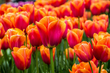 Red tulips in flower garden, Kukenhof, Holland