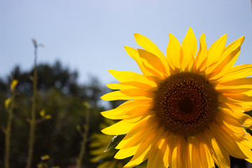 Obraz premium Blühende Sonnenblume