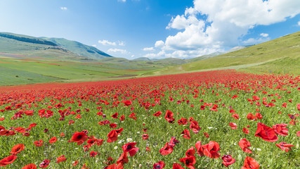 Valle di papaveri durante la fioritura a Castelluccio di Norcia