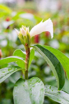 Crape ginger white flower (Costus speciosus Smith), Other names: