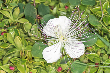 Красивый белый цветок