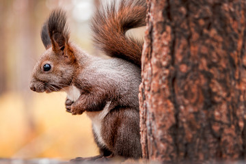 Squirrel eating nuts.