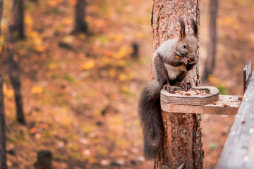 Squirrel eating nuts.