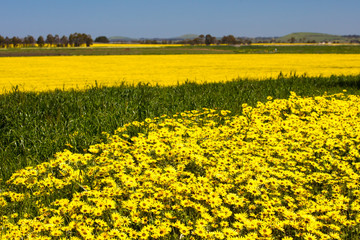 Obraz premium Fields of Canola and Wildflowers in Australia