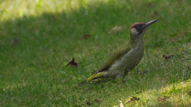 green woodpacker searching ants