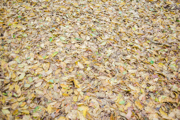 dry leaves cover in the forest