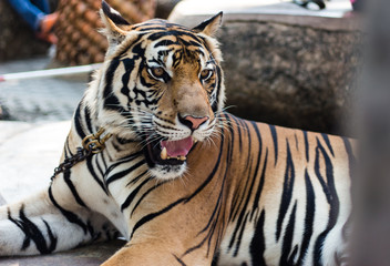 The tiger in zoo on holiday