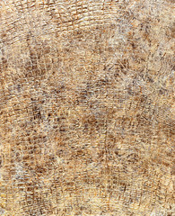 Decorative plaster texture, decorative wall, stucco texture, decorative stucco