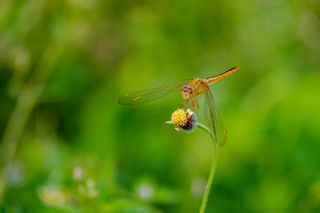 Dragonfly on a top flower.