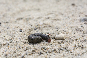 Hyles gallii caterpillar, black color variant.