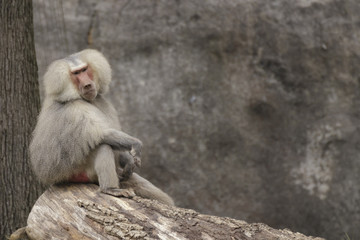 a baboon looking bored