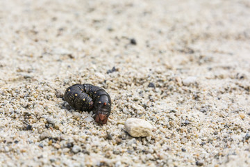 Hyles gallii - caterpillar.