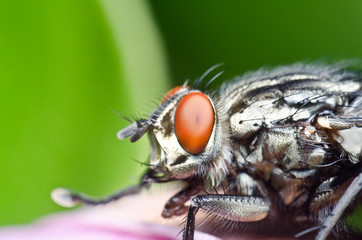 makro