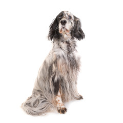 Dog english setter