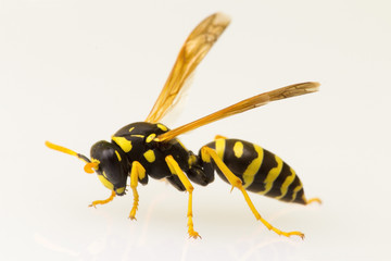 Wasp, isolated on plain background