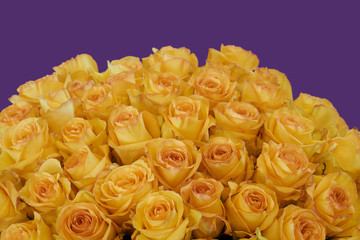 Bunch of yellow roses