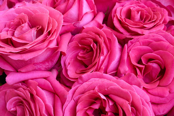 Seven pink roses