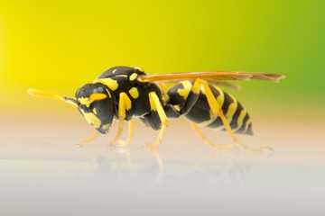 Wasp on glass, isolated on colored background