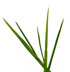 straight green grass on a white background