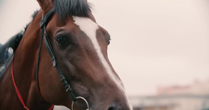 thoroughbred race horse brown extreme close-up face before a race, serious look, slow motion
