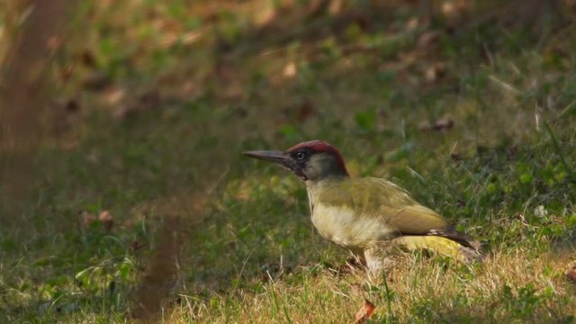 green woodpacker searching ants