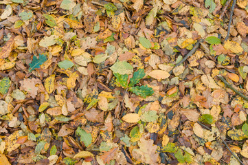 dry leaves cover in the forest