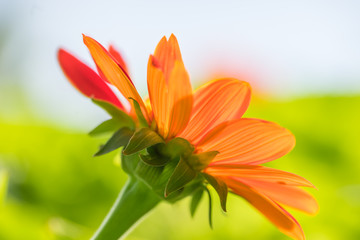 Naklejka premium Orange Cosmos flower side view