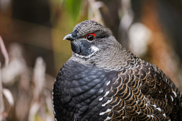 Spruce Grouse  (Falcipennis canadensis)