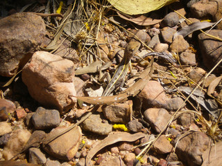 Lizard in the Australian Outback