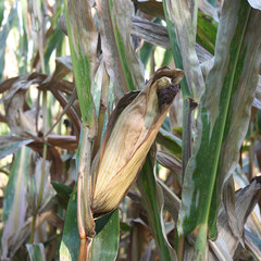 pannocchia su pianta in campo di mais