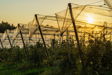 Spätsommer am Bodensee bei Lindau, Obstplantagen am Taubenberg mit Netzen als Vogelschutz
