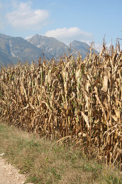 campo di mais dorato pronto da raccogliere