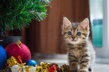 Cute kitten in christmas.