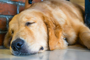 golden retriever dog sleeping on the floor