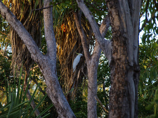 Cockatoo in the Australian Outback