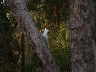 Cockatoo in the Australian Outback