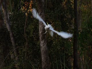 Cockatoo in the Australian Outback