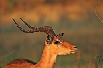 Portrait eines Impalas (Aepyceros melampus) im Okavango Delta, Botswana