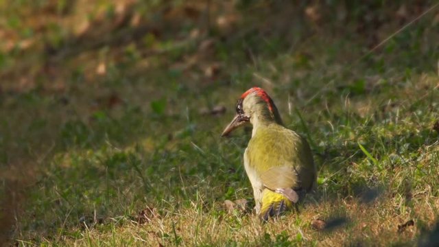 green woodpacker searching ants