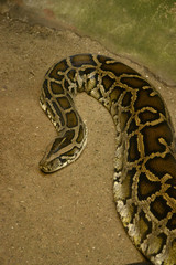 Fototapeta premium python