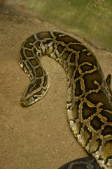 python