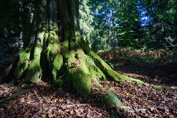 Bäume im deutschen Märchen- und Sagenwald: Reinhardswald in He