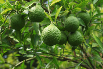 10月のデコポン