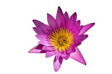 Isolated violet waterlily or lotus flower on white background